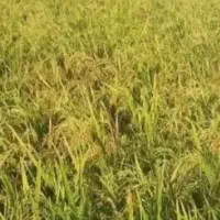 چلتوک شلتوک سده لنجان