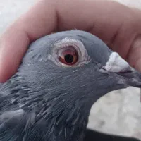 کبوتر