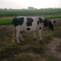 گاو هلندی آبستن و گوساله سمینتال