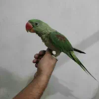 شاه طوطی ماد امانتداری سل اسکندر|پرنده|بندر ماهشهر, |دیوار