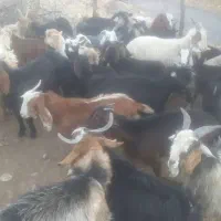 بزغاله نر و ماده|حیوانات مزرعه|دورود, |دیوار