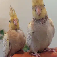 عروس هلندی