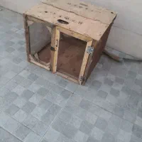 قفس کفتر