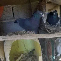 کفتر حراج|پرنده|سیمکان, |دیوار