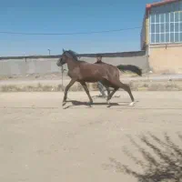 اسب نریان  دوساله نیم عرب