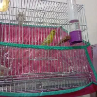 قناری نر مست|پرنده|قیدار, |دیوار