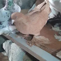 کبوتر|پرنده|صوفیان, |دیوار