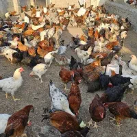 فروش مرغ وخروس محلی باطعمی لذیذ برای فصل سرما|حیوانات مزرعه|پارس‌آباد, |دیوار