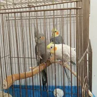 عروس هلندی