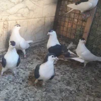 سلام تعدادساده سیاه پرش زدو خوردی