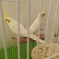 فروش عروس هلندی لوتینو