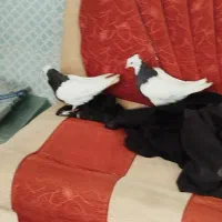 چهار عدد کفتر|پرنده|فیروزآباد (فارس), |دیوار