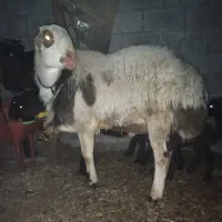 گوسفند نژاد افشار پلنگی