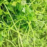 فروش سبزی با سیب سلامت