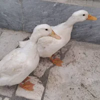 اردک جوان به قیمت 1.800