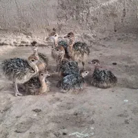 شترمرغ