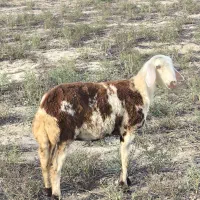 بره اصل بروجردی یکیش قوچ خورده|حیوانات مزرعه|سیمین شهر, |دیوار