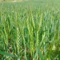 فروش کاه کوپه ای