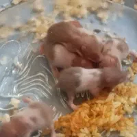 بچه همسترگوگوله ۲۰روز