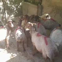 گوسفند