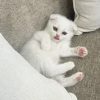 حیوانات خانگی گربه|گربه|گرگان, |دیوار