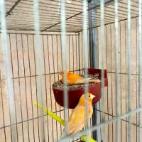 جفت قناری ردفاکتور باتخم جوجه قناری سرخ