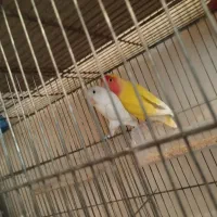 ۱ جفت کوتوله برزیلی|پرنده|آذرشهر, |دیوار