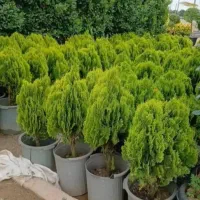 باغبانی|خدمات باغبانی و درختکاری|رباط‌کریم, رباط‌کریم|دیوار