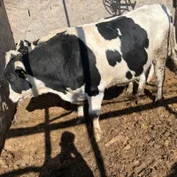 گوساله نر ماده وتلیسه|حیوانات مزرعه|کرمان, |دیوار