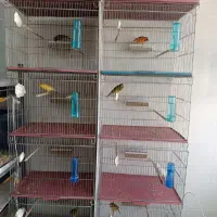 انواع قناری در رنگ ها و نژاد های مختلف نروماده