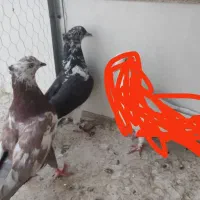 کفتر کبوتر پرشی