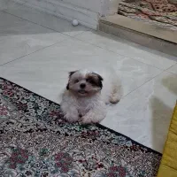 شیتزو فلت ماده