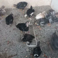 جوجه گلین