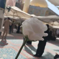 کاروان ویژه ولادت سرداران کربلا