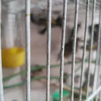 فروش سهره نر|پرنده|رشت, آزادگان|دیوار