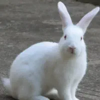 دو تا خرگوش نر سفید و سرحال و سالم