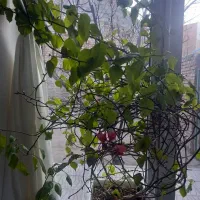 فروش گل کاغذی