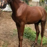 مادیان و نریان کُرد معاوضه با گوسفند و...|اسب و تجهیزات اسب‌سواری|رشت, منظریه|دیوار