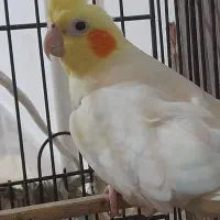 عروس هلندی ماده چشم شرابی