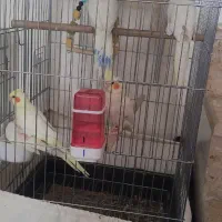 عروس هلندی دستی