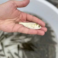 بچه ماهی فیتوفاگ