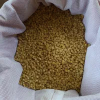 فروش بذر