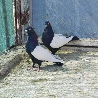 نروماده خوشگل