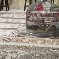 پرنده