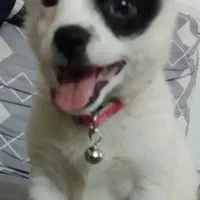 توله پامر اشپیتز|سگ|بابل, |دیوار