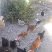 حیوانات مزرعه|حیوانات مزرعه|حلب, |دیوار