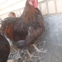 مرغ و خروس ویاندوت