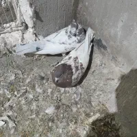 باسلام فروش کبوتر کله سرخ۶۰۰تومان|پرنده|اصفهان, الهیه|دیوار