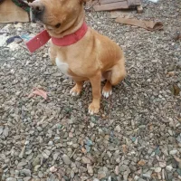 سگ پیتبول مناسب