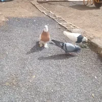 کبوتر پرشی نقش|حیوانات|اصفهان, عطار نیشابوری|دیوار